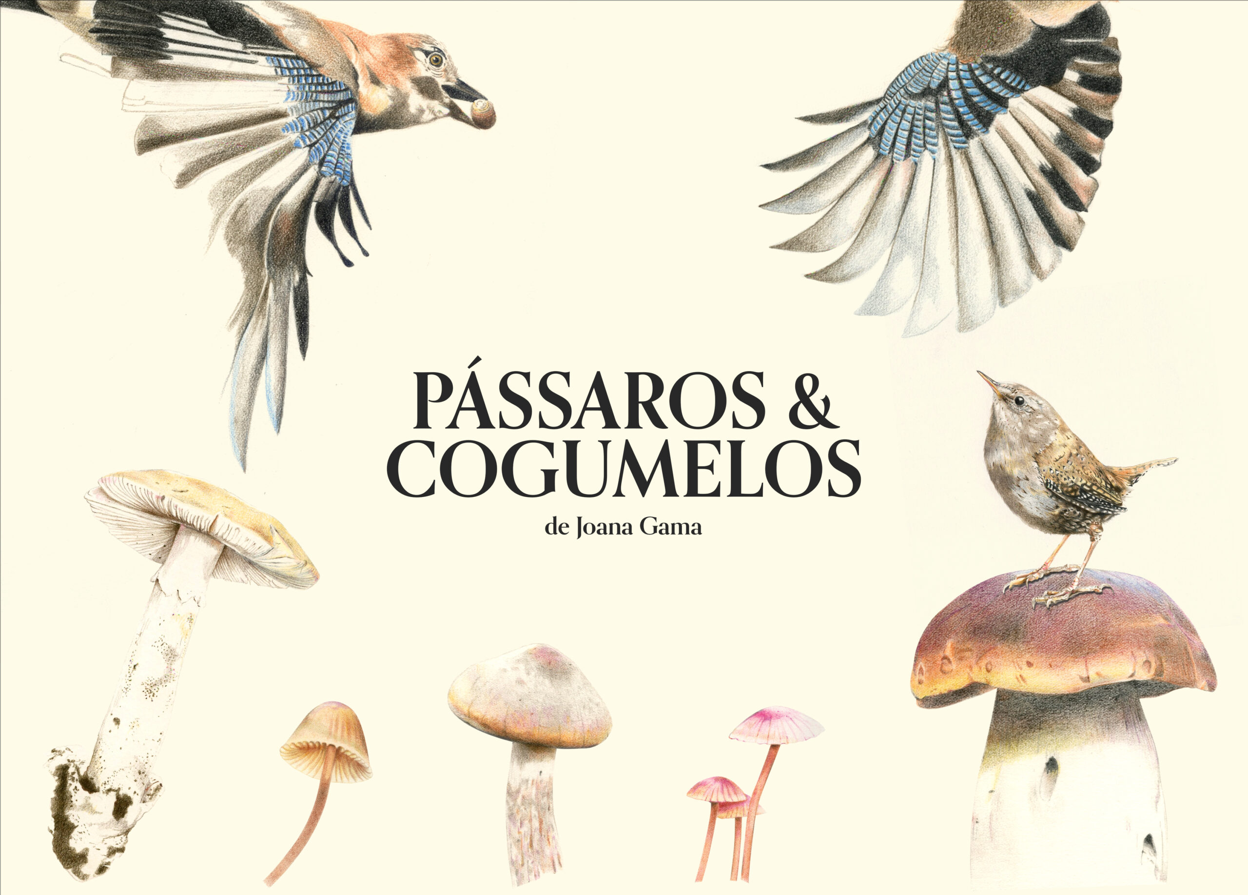 H - Imagem - Pássaros & Cogumelos